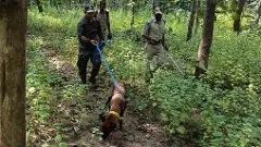 How sniffer dogs are helping Telangana forest officials combat teak smuggling, animal poaching