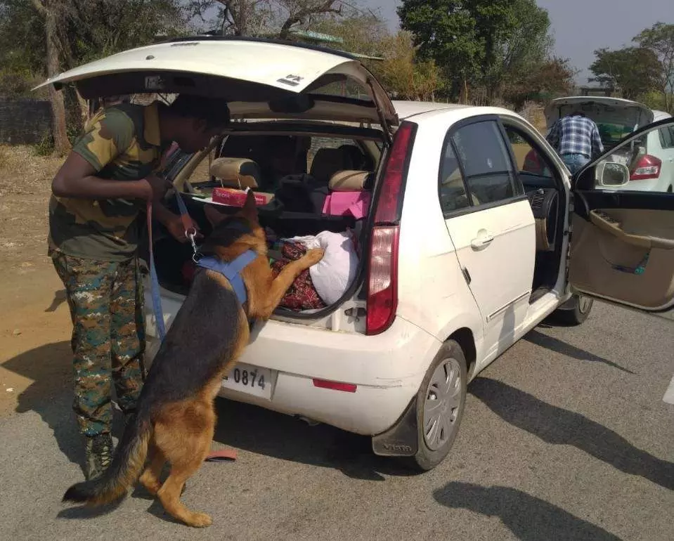 File photo of Bruno checking the trunk of a car on the forest highway. Photo by special arrangement File photo of Bruno checking the trunk of a car on the forest highway. Photo by special arrangement