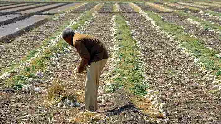 Gujarat unseasonal rains wreaks havoc on crops; farmers face major losses