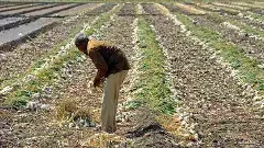 Gujarat unseasonal rains wreaks havoc on crops; farmers face major losses