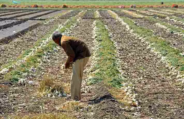 Gujarat unseasonal rains wreaks havoc on crops; farmers face major losses Gujarat unseasonal rains wreaks havoc on crops; farmers face major losses