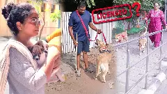 Rs 5,000 fine for unlicensed pets: Will it make owners more responsible?