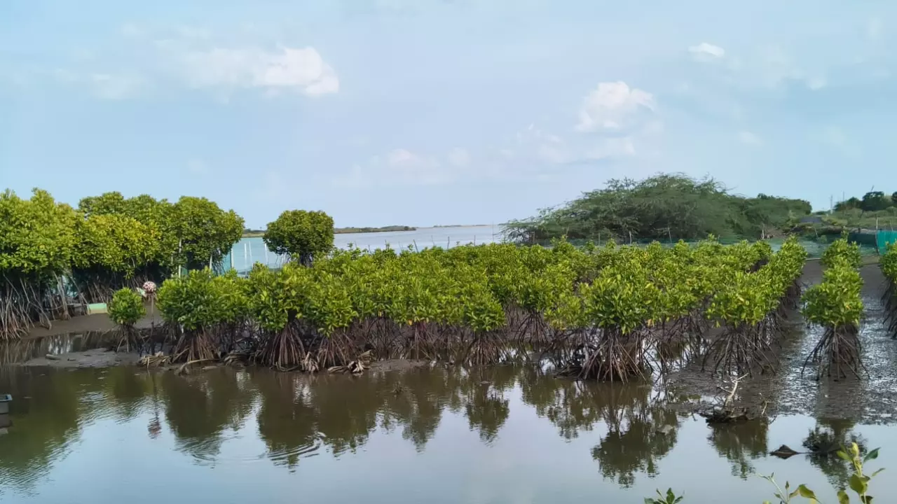 How this TN man has boosted community interest in mangroves, made crab-fattening a means to empower women