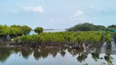 How this TN man has boosted community interest in mangroves, made crab-fattening a means to empower women
