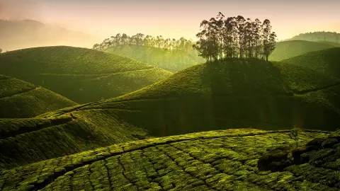 Kerala tourism, munnar harassment