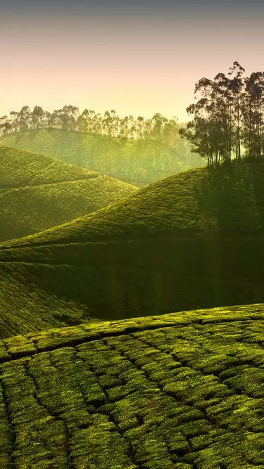 Kerala tourism, munnar harassment