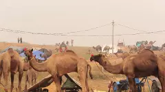Why camels, once the celebrated ‘ships of the desert’, seem to be losing their footing in Rajasthan