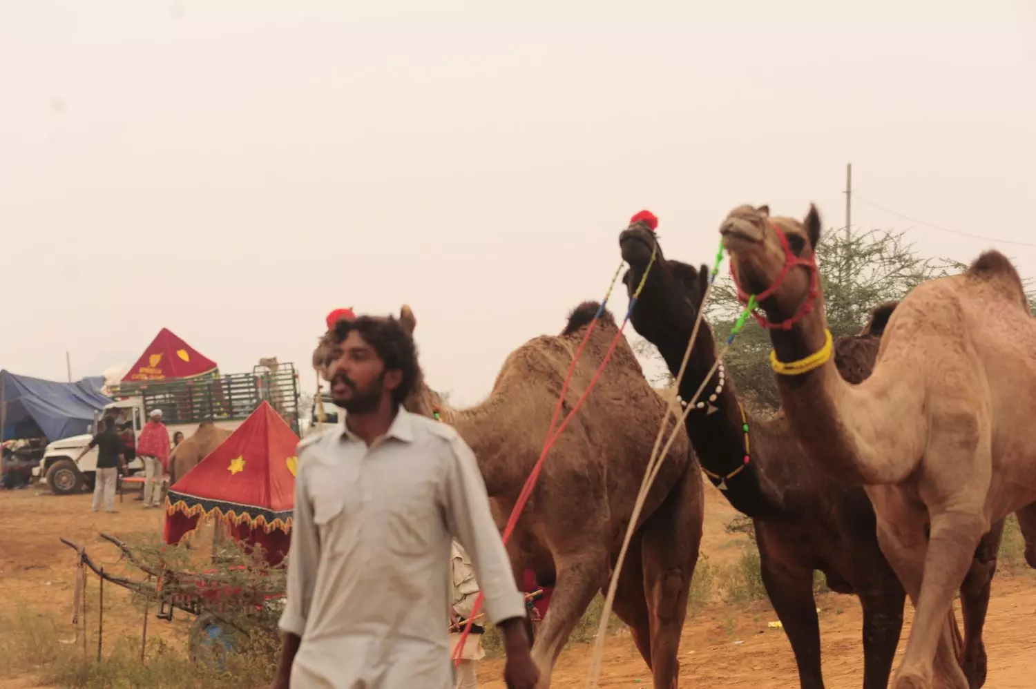 A trader with his camels in Pushkar. Photo by Ajay Suri