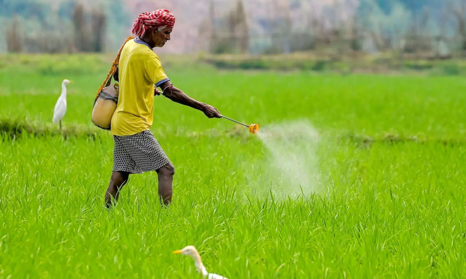 Paddy procurement in Tamil Nadu Paddy procurement in Tamil Nadu