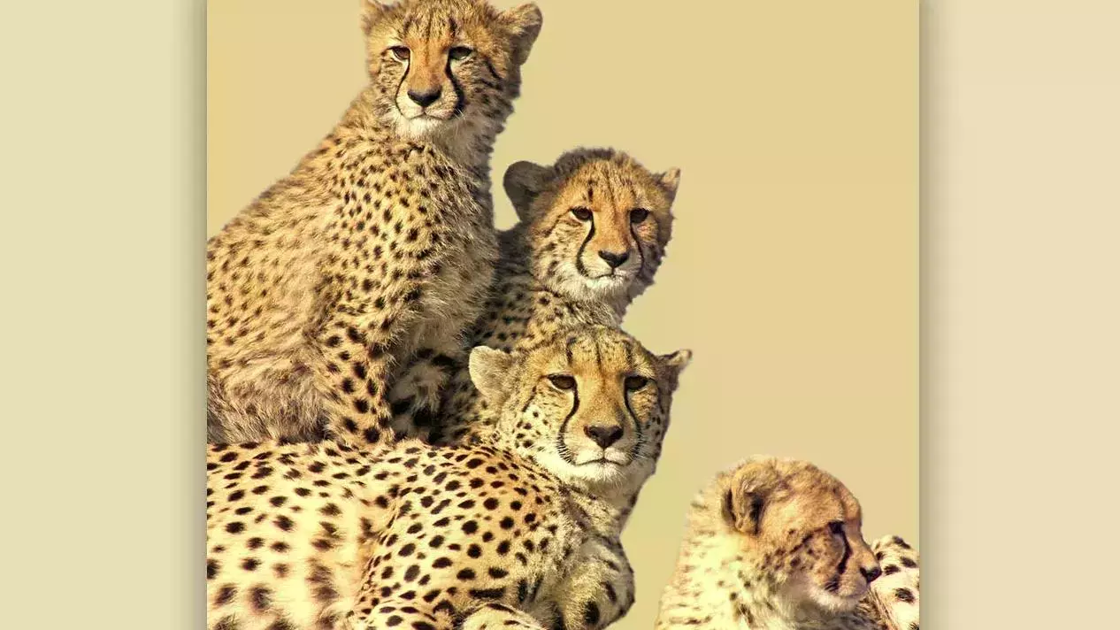 Cheetahs