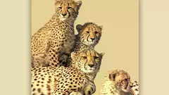 Cheetahs