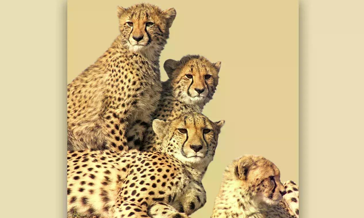 Nine Botswana cheetahs reach Kuno National Park; India’s count rises to 48
