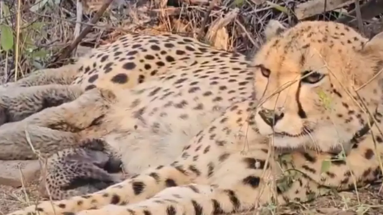 Cheetah Conservation India Cheetah Conservation India