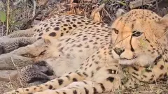 Cheetah Conservation India