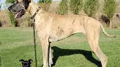 Chennai corporations pet licensing deadline looms amid low compliance, rising concerns