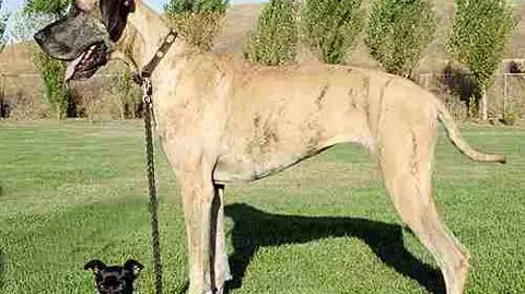 Chennai corporations pet licensing deadline looms amid low compliance, rising concerns