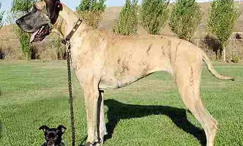 Chennai corporations pet licensing deadline looms amid low compliance, rising concerns