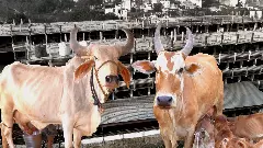 Cow sanctuary in Hyderabad: 4-storey goshala shelters 8,000 cattle heads Cow sanctuary in Hyderabad: 4-storey goshala shelters 8,000 cattle heads