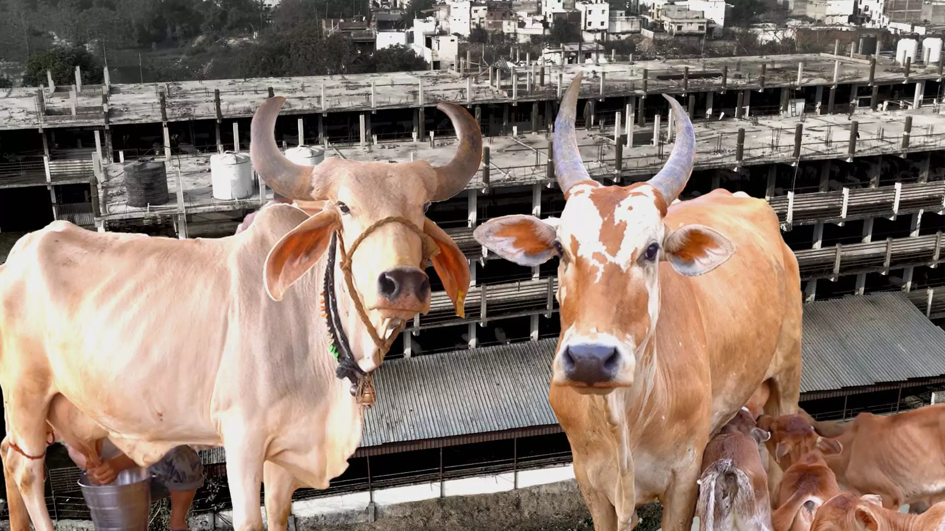 Cow sanctuary in Hyderabad: 4-storey goshala shelters 8,000 cattle heads