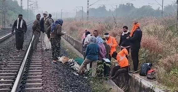 Tiger deaths Tiger deaths