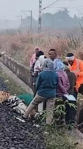 Tiger deaths