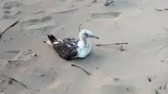 seagull with GPS tracker seagull with GPS tracker