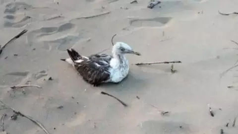 seagull with GPS tracker seagull with GPS tracker