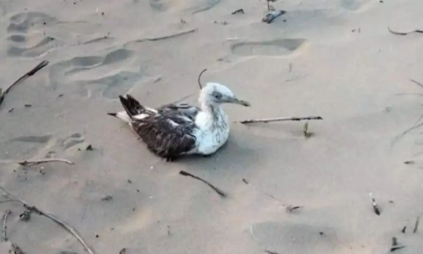 seagull with GPS tracker seagull with GPS tracker