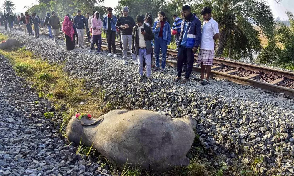 Elephants deaths Elephants deaths