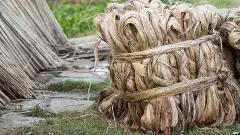 raw jute - bangladesh-india trade dispute hits Bengal jute mills