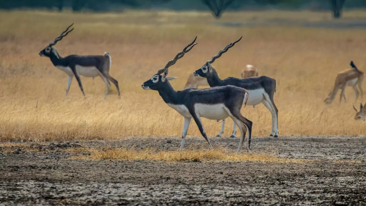 3 blackbucks found dead with gunshot wounds in Karnataka