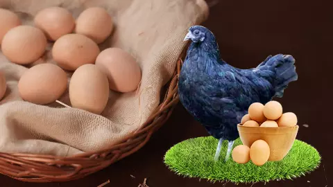 Demand for Kadaknath eggs surges in Chennai, but are they worth the price?
