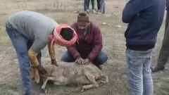 Over 70 sheep die of suspected food poisoning near Lucknow, CM Yogi orders probe