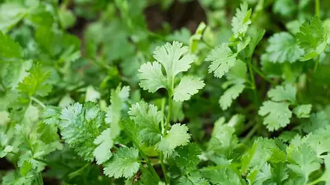 Why Silicon Valley Bengaluru is emerging as a ‘coriander hub’