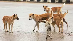 SC notes surge in stray dog pleas, says human cases see fewer filings