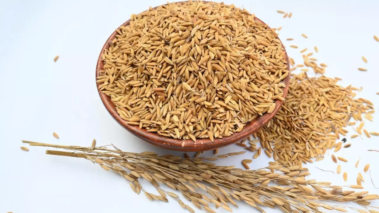 Wooden bowl filled with paddy stock photo