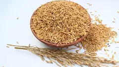 Wooden bowl filled with paddy stock photo