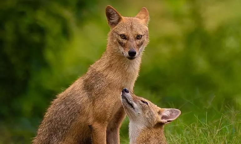 golden jackals golden jackals
