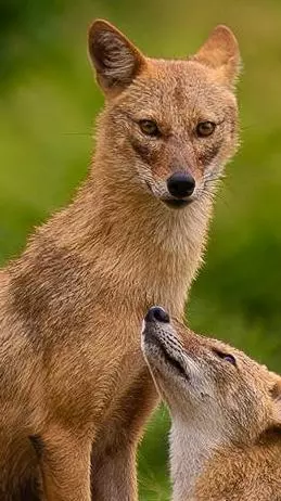 golden jackals golden jackals