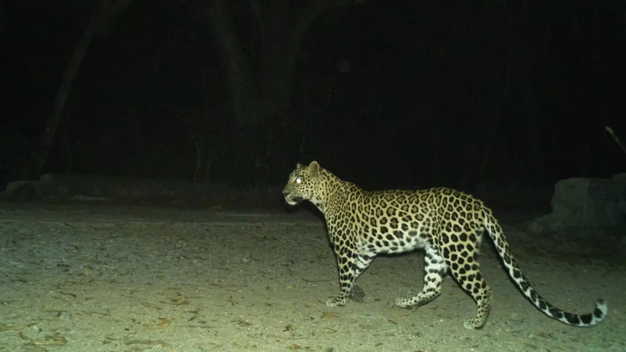 Leopard spotting in Tirumala Tirupati