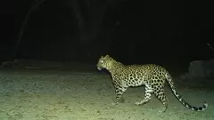 Leopard spotting in Tirumala Tirupati