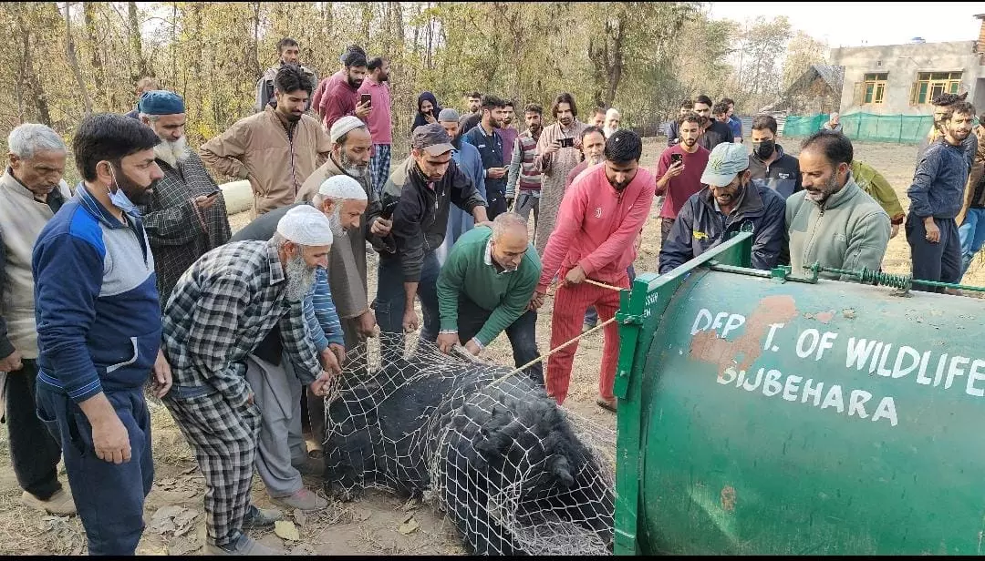 A bear captured in south Kashmir. Photo: By special arrangement