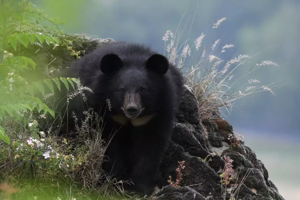 A bear in the wild. Photo: By special arrangement