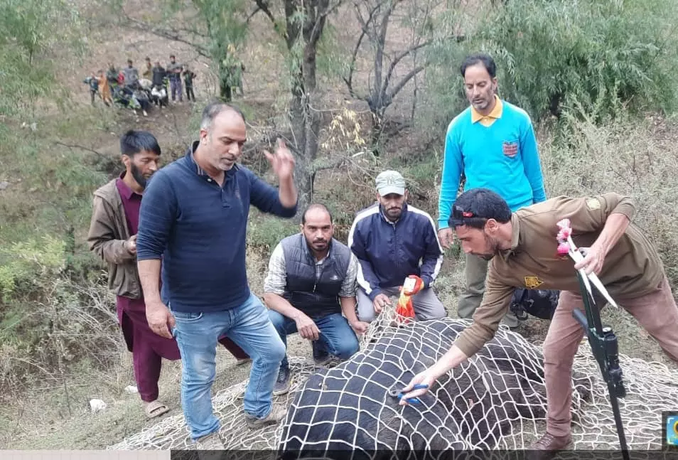 A wild animal caught in south Kasmir. Photo: By special arrangement