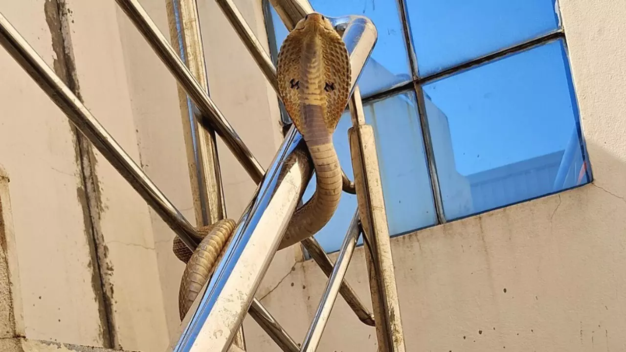 As concrete jungle expands, Hyderabad copes with increased snake population As concrete jungle expands, Hyderabad copes with increased snake population