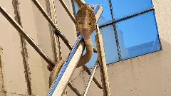 As concrete jungle expands, Hyderabad copes with increased snake population