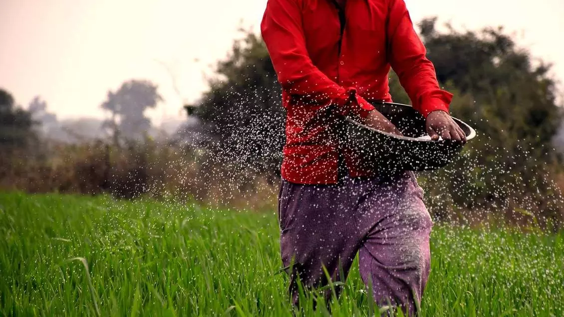 A farmer applies fertiliser