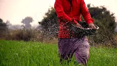 A farmer applies fertiliser