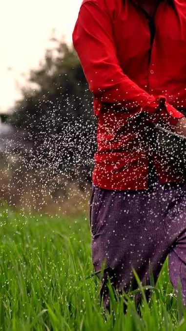 A farmer applies fertiliser A farmer applies fertiliser