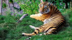 Telangana foresters intensify watch as 5 tigers enter from Maharashtra